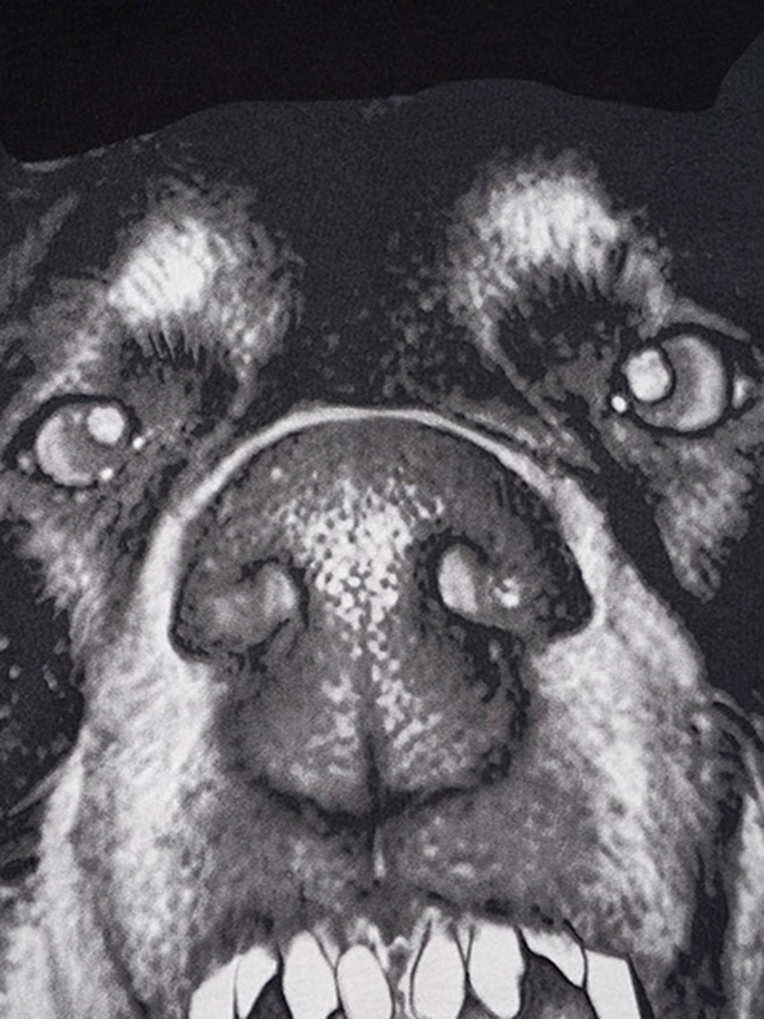 A detailed view of the bold 3D Doberman design on TALISHKO's hip hop T-shirt.